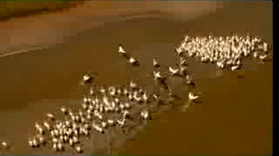 ANT - Delta Dunarii