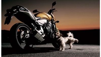 Honda - Respectful Dog