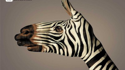 WWF - Zebra