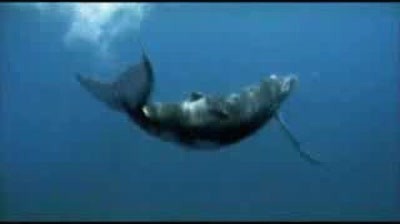 Kleenex Mansize - Whale