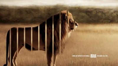 ZOO Safari - Lion (I)