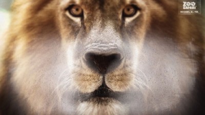 ZOO Safari - Lion (II)
