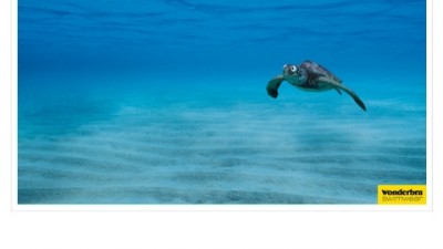 Wonderbra Swimwear - Turtle
