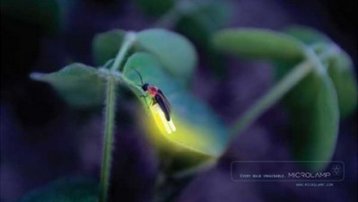 Microlamp exotic light bulbs - Bug
