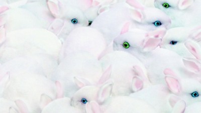 Nikon Coolpix - Rabbits