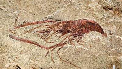 Systema Toothbrush - Shrimp Fossil