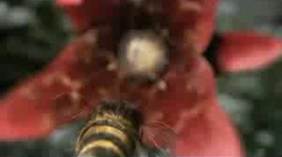Haagen Dazs - Help the Honey Bees