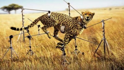Canon - Cheetah