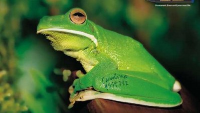 Bic Permanent Marker - Frog