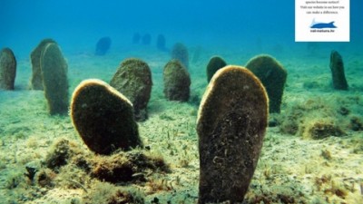 Val Environmental Protection - Underwater Graveyard