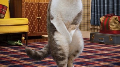 Fresh Step - Cross-legged cats (II)