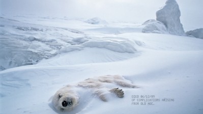 Neenah Paper - Polar Bear