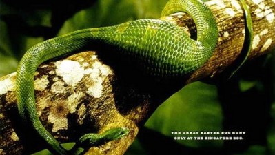 Zoo Easter Egg Hunt - Snake