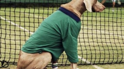 Dog school - Wimbledon ball boy
