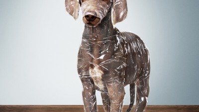 Protex - Wrapped Dog