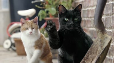 Cravendale - Cats with Thumbs