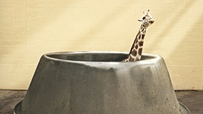 Hogle Zoo - Giraffe