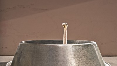 Hogle Zoo - Ostrich