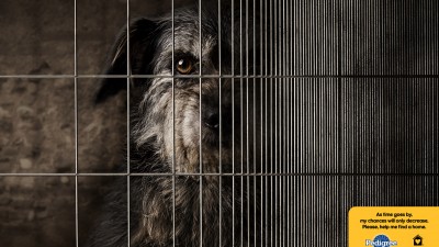 Pedigree Adoption Drive - Dog Cage