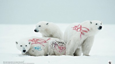WWF Biodiversity awareness - Bears