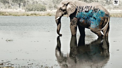 WWF Biodiversity awareness - Elephant