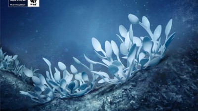 WWF Marine Protection Campaign - Fan Corals
