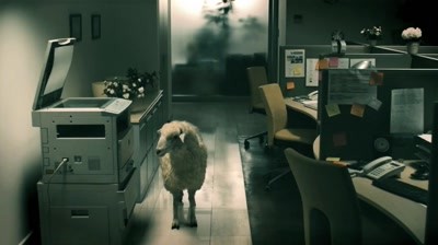 Anim'est - Sheep in the office