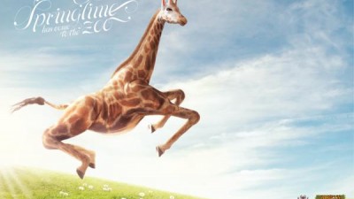 Perth Zoo - Giraffe