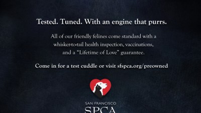 San Francisco SPCA - Certified Pre-Owned Cat