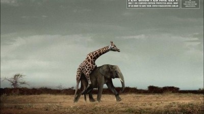 WWF - Few giraffes are left