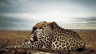 Greenpeace - Effects of deforestation on jaguars
