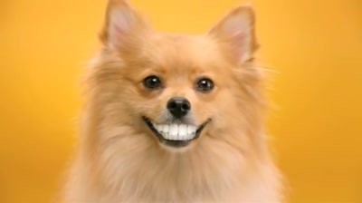 Peidgree Dentastix - Doggie dentures