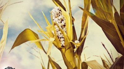 Stop Global Warming - Corn