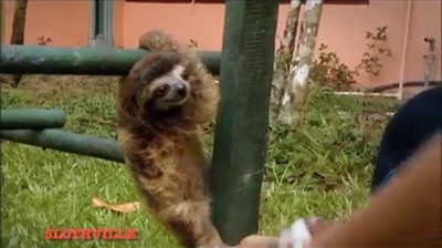 Animal Planet - The Sloths Are Coming