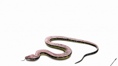 Black &amp; Decker Lawn Mower - Snake