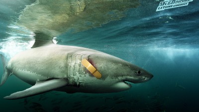 LeTone bandages - Shark
