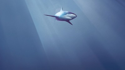 Shark Alliance - Shark in the sky