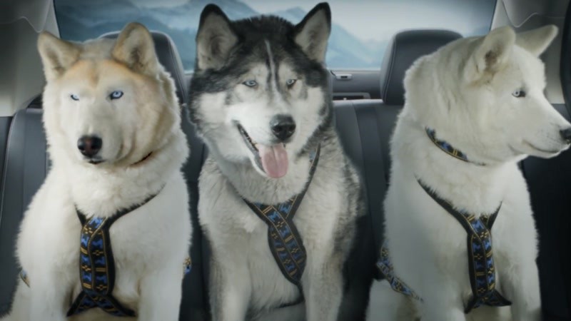 Реклама хаски. Хаски. Реклама хаски. Железногорск красноярского края. Хаски рекламная мастерская красноярск.