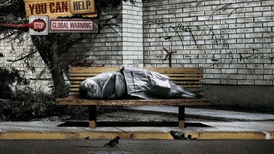 WWF - Homeless seal