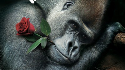 Zoo Cologne, Valentine's Day - Knight of the Roses, Gorilla