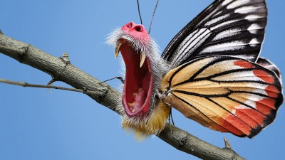 Mapfre - Butterfly
