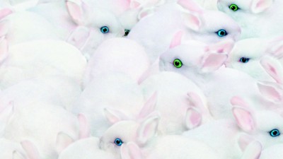 Nikon Coolpix L1 - Rabbits