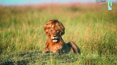 Timotei Styling Mousse - Lion