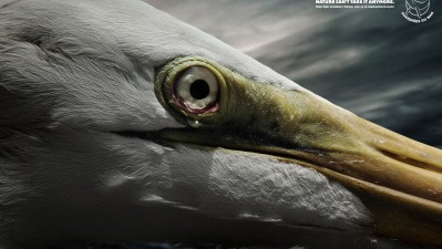 Sea Shepherd Conservation Society - Tears, Egret