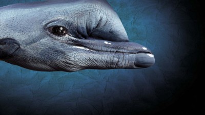 uShaka Marine World - Dolphin