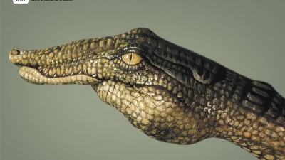 WWF - Crocodile
