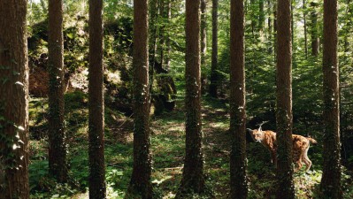 Landscape and Animal Park Goldau - Lynx