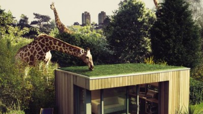 Ecospace Studios - Giraffe