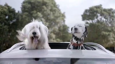 Volkswagen Weather - Dogs
