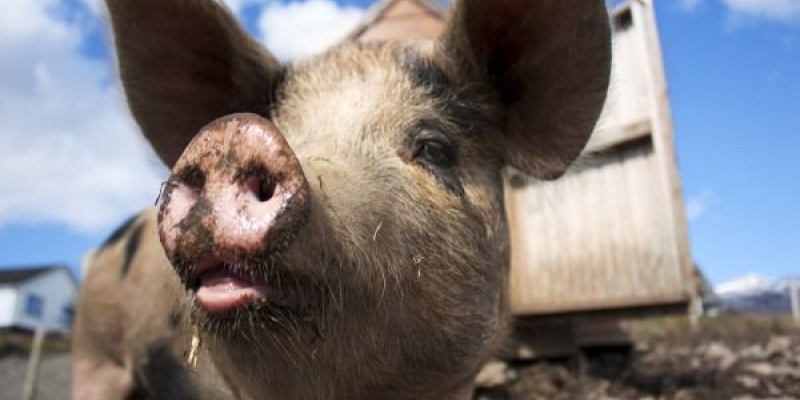 Carmolimp: Creste pretul pentru carnea de porc cu 12-15% pana la finalul anului